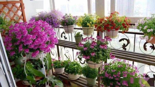 10种公认封闭阳台最好养的花？阳台外形设计