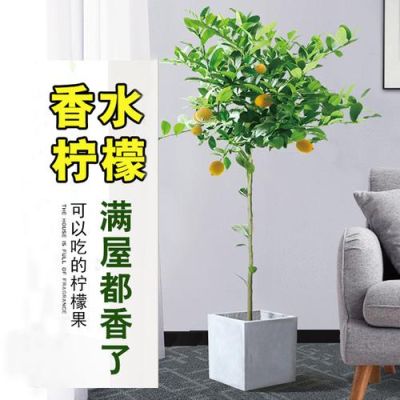 柠檬树怎么养，柠檬树能长多大？广州柠檬树装饰设计工程有限公司