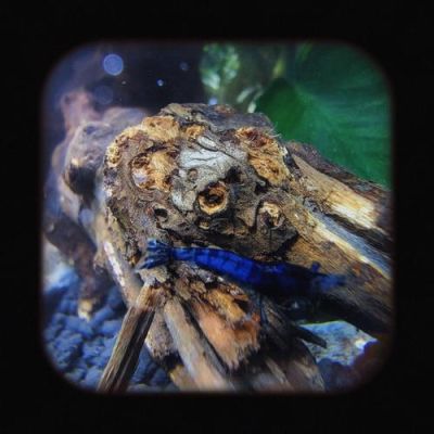 热带鱼缸新手入门？热带鱼缸设计