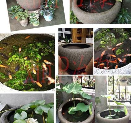 莲花缸里适合养什么鱼？庭院水池莲花状设计图