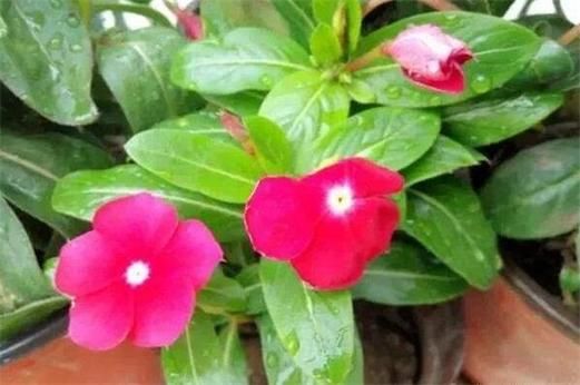 50%矮壮素用于花卉的使用方法？花卉50平方室内设计
