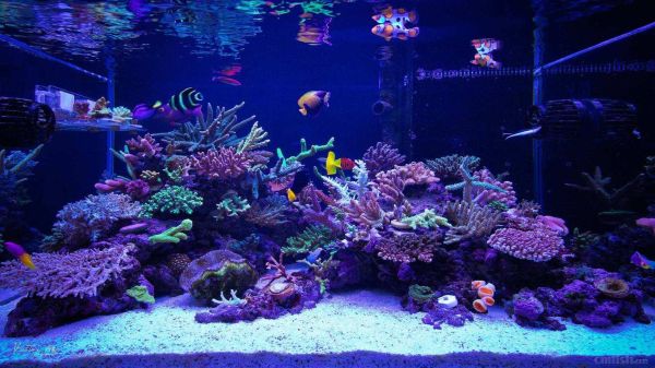 和平精英水族馆怎么放鱼到鱼缸里？海洋馆鱼缸多层设计图