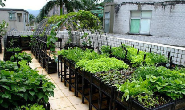 露台种菜区需要贴砖吗？露台菜园设计实景图片欣赏