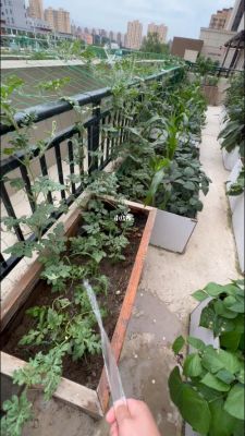 露台种菜区需要贴砖吗？露台菜园设计实景图片欣赏
