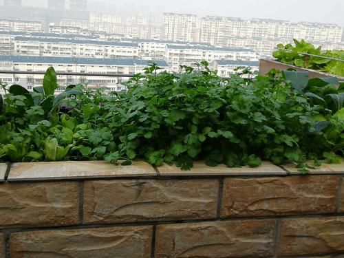 露台种菜区需要贴砖吗？露台菜园设计实景图片欣赏