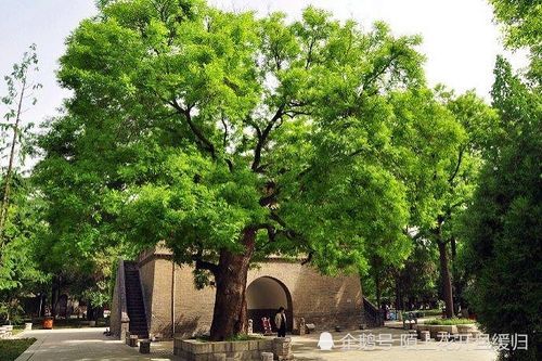农村家门口种什么树遮阴好？农村门前设计图片大全