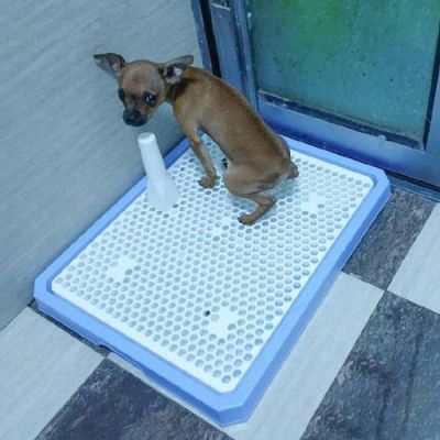为什么要把狗厕所放到离狗窝远的地方？宠物厕所设计原理