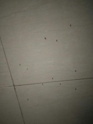 卫生间的角落突然有好多小虫子？卫生间角落设计图片