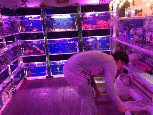 开个花鸟鱼店，不知道叫什么名字，请大家帮帮忙？国外观赏鱼店设计图片