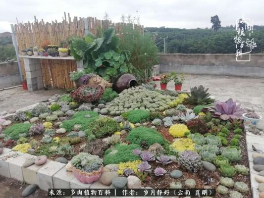 屋顶花园里适合种些什么植物？房顶多肉花园设计