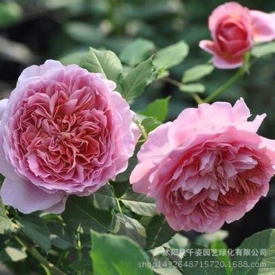 芳香礼服月季优缺点？（维多利亚风格礼服设计说明）