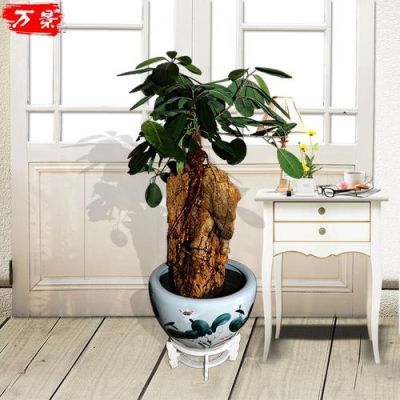 吸水石上的榕树不见阳光可以吗？（阳台设计上水石）
