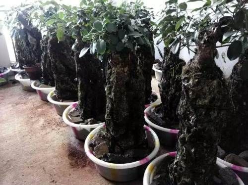 吸水石上的榕树不见阳光可以吗？（阳台设计上水石）