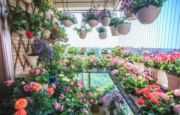 10种公认封闭阳台最好养的花？（封闭阳台养花设计图片）