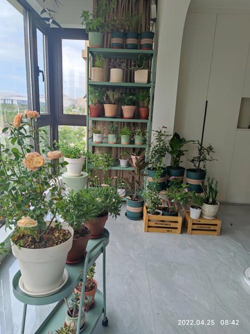 北方封闭阳台种植果的方法？（封闭阳台种花设计）